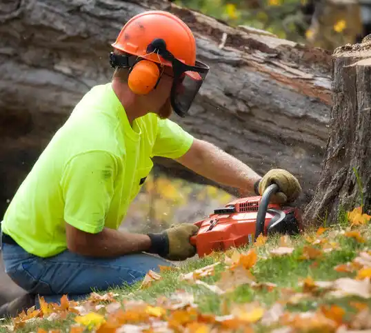 tree services Medford Lakes